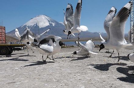 Andean gulls. Parinacota volcano - Chile - Others in SOUTH AMERICA. Photo #63075