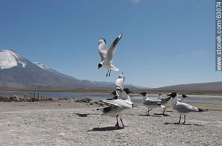 Andean gulls - Chile - Others in SOUTH AMERICA. Photo #63074