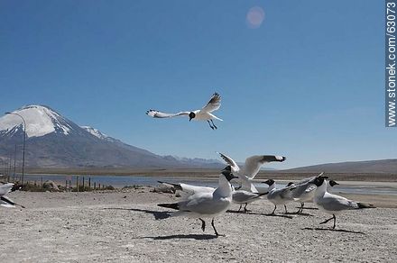 Andean gulls. Parinacota volcano - Chile - Others in SOUTH AMERICA. Photo #63073