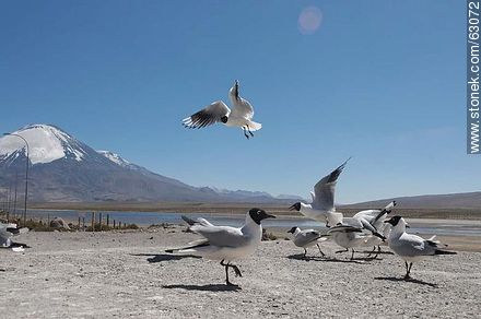 Andean gulls. Parinacota volcano - Chile - Others in SOUTH AMERICA. Photo #63072