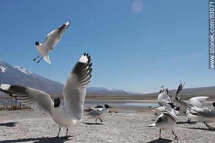 Andean gulls - Chile - Others in SOUTH AMERICA. Photo #63071