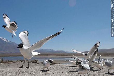 Andean gulls - Chile - Others in SOUTH AMERICA. Photo #63070