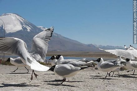 Andean gulls. Parinacota volcano - Chile - Others in SOUTH AMERICA. Photo #63069