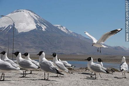 Gaviotas andinas. Volcán Parinacota - Chile - Otros AMÉRICA del SUR. Foto No. 63067