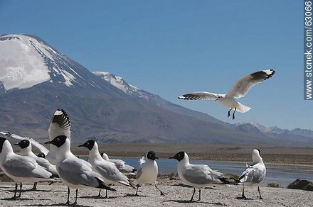 Andean gulls. Parinacota volcano - Chile - Others in SOUTH AMERICA. Photo #63066