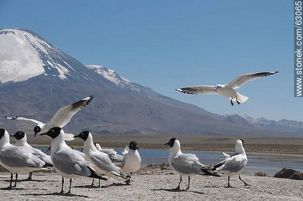 Andean gulls. Parinacota volcano - Chile - Others in SOUTH AMERICA. Photo #63065