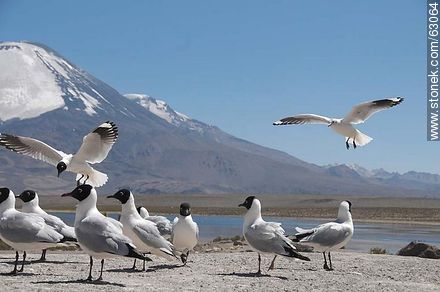 Andean gulls. Parinacota volcano - Chile - Others in SOUTH AMERICA. Photo #63064