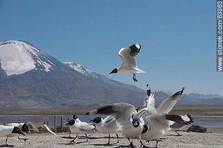 Andean gulls. Parinacota volcano - Chile - Others in SOUTH AMERICA. Photo #63063