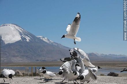 Andean gulls. Parinacota volcano - Chile - Others in SOUTH AMERICA. Photo #63062