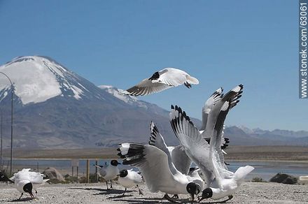 Andean gulls. Parinacota volcano - Chile - Others in SOUTH AMERICA. Photo #63061