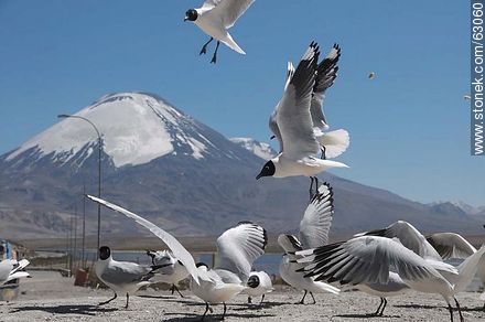 Andean gulls. Parinacota volcano - Chile - Others in SOUTH AMERICA. Photo #63060