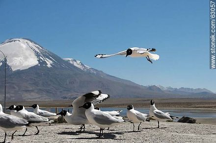 Andean gulls. Parinacota volcano - Chile - Others in SOUTH AMERICA. Photo #63057