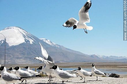 Andean gulls. Parinacota volcano - Chile - Others in SOUTH AMERICA. Photo #63056