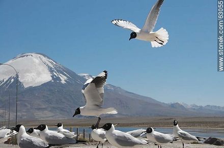 Andean gulls. Parinacota volcano - Chile - Others in SOUTH AMERICA. Photo #63055