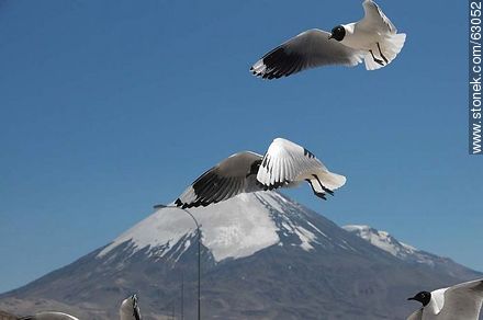 Andean gulls. Parinacota volcano - Chile - Others in SOUTH AMERICA. Photo #63052