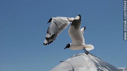 Andean gulls. Parinacota volcano - Chile - Others in SOUTH AMERICA. Photo #63049