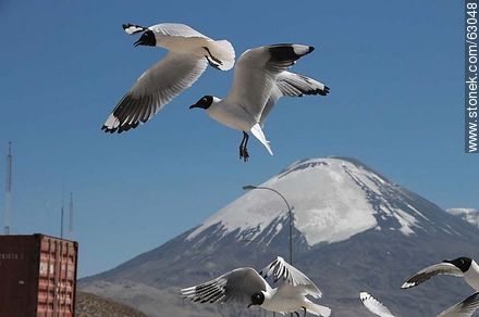 Andean gulls. Parinacota volcano - Chile - Others in SOUTH AMERICA. Photo #63048