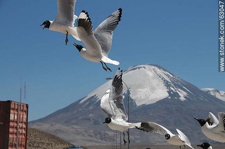 Andean gulls. Parinacota volcano - Chile - Others in SOUTH AMERICA. Photo #63047