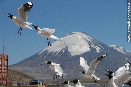 Andean gulls. Parinacota volcano - Chile - Others in SOUTH AMERICA. Photo #63046