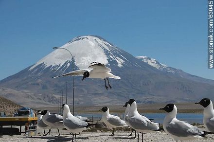 Andean gulls. Parinacota volcano - Chile - Others in SOUTH AMERICA. Photo #63045