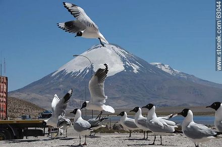 Andean gulls. Parinacota volcano - Chile - Others in SOUTH AMERICA. Photo #63044
