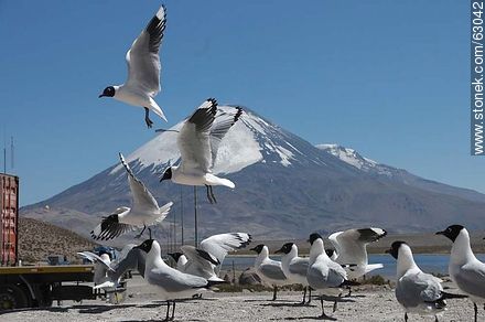 Andean gulls. Parinacota volcano - Chile - Others in SOUTH AMERICA. Photo #63042
