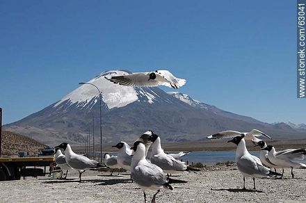 Andean gulls. Parinacota volcano - Chile - Others in SOUTH AMERICA. Photo #63041