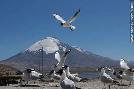 Andean gulls. Parinacota volcano - Chile - Others in SOUTH AMERICA. Photo #63039