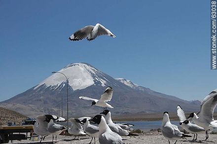 Andean gulls. Parinacota volcano - Chile - Others in SOUTH AMERICA. Photo #63038