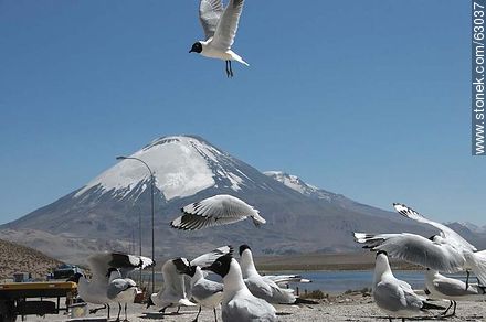 Andean gulls. Parinacota volcano - Chile - Others in SOUTH AMERICA. Photo #63037