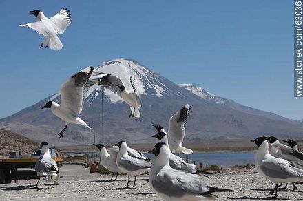 Andean gulls. Parinacota volcano - Chile - Others in SOUTH AMERICA. Photo #63036