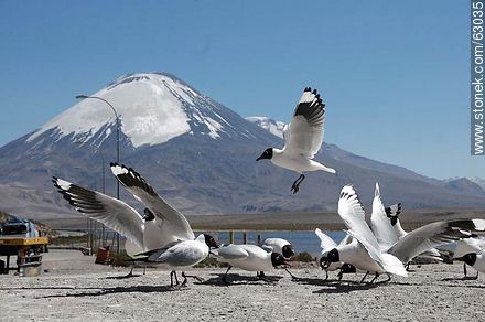 Andean gulls. Parinacota volcano - Chile - Others in SOUTH AMERICA. Photo #63035