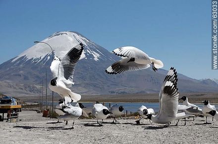 Andean gulls. Parinacota volcano - Chile - Others in SOUTH AMERICA. Photo #63033