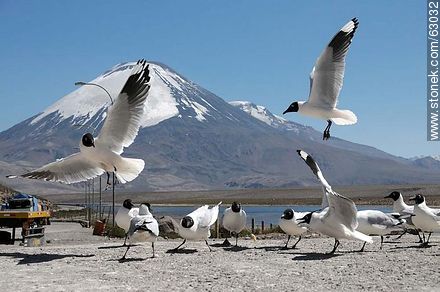 Andean gulls. Parinacota volcano - Chile - Others in SOUTH AMERICA. Photo #63032