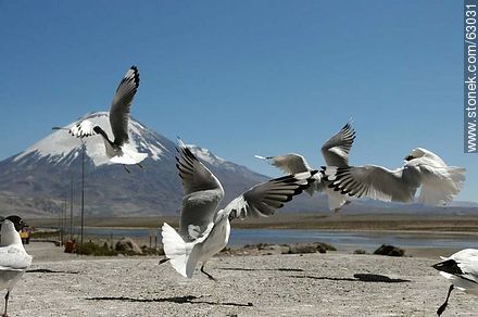 Andean gulls. Parinacota volcano - Chile - Others in SOUTH AMERICA. Photo #63031
