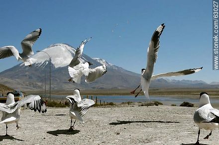 Andean gulls. Parinacota volcano - Chile - Others in SOUTH AMERICA. Photo #63027