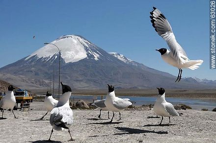 Andean gulls. Parinacota volcano - Chile - Others in SOUTH AMERICA. Photo #63026