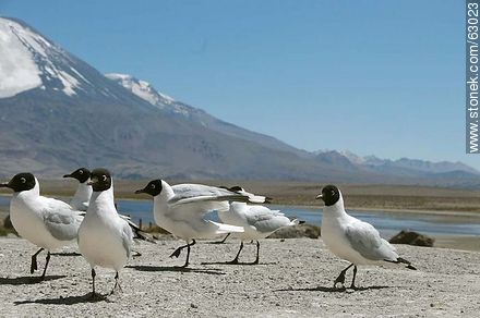 Andean gulls. Parinacota volcano - Chile - Others in SOUTH AMERICA. Photo #63023