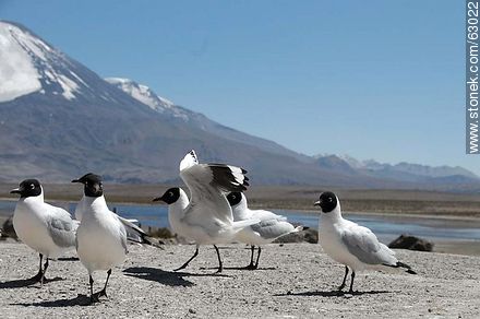Andean gulls. Parinacota volcano - Chile - Others in SOUTH AMERICA. Photo #63022