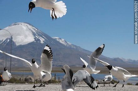 Andean gulls. Parinacota volcano - Chile - Others in SOUTH AMERICA. Photo #63021