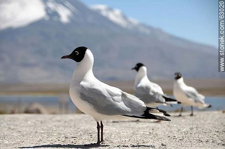 Andean gulls. Parinacota volcano - Chile - Others in SOUTH AMERICA. Photo #63020