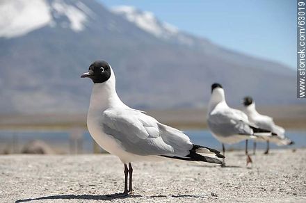 Andean gulls. Parinacota volcano - Chile - Others in SOUTH AMERICA. Photo #63019