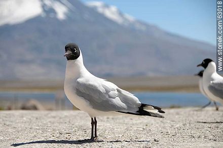 Andean gulls. Parinacota volcano - Chile - Others in SOUTH AMERICA. Photo #63018