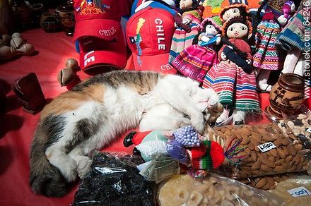 Cat sleeping between the goods in Central Market in Santiago - Chile - Others in SOUTH AMERICA. Photo #64246