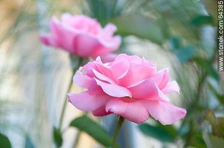Pink roses - Flora - MORE IMAGES. Photo #64385