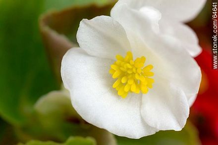 White flower begonia - Flora - MORE IMAGES. Photo #64641