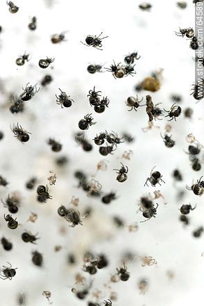 Spidermite - Fauna - MORE IMAGES. Foto No. 64589