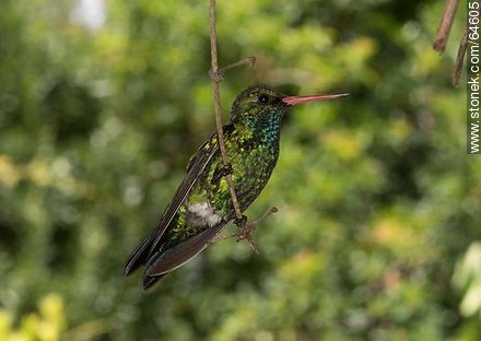 Hummingbird perched on a twig - Fauna - MORE IMAGES. Photo #64605
