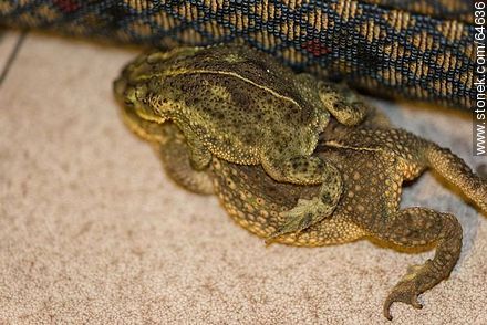 Mounted toads - Fauna - MORE IMAGES. Photo #64636