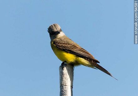 Tropical kingbird - Fauna - MORE IMAGES. Foto No. 64581
